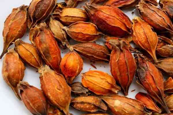 Chi Tử hay còn gọi là dành dành